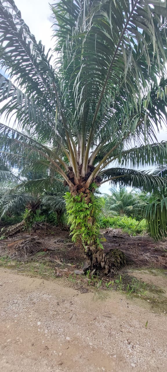 Palm Oil Trees Farm Management 5